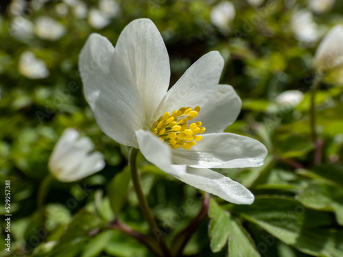 Macro of white spring flower Wood anemone (Anemone nemorosa) flowering in bright sunlight with blurred green background