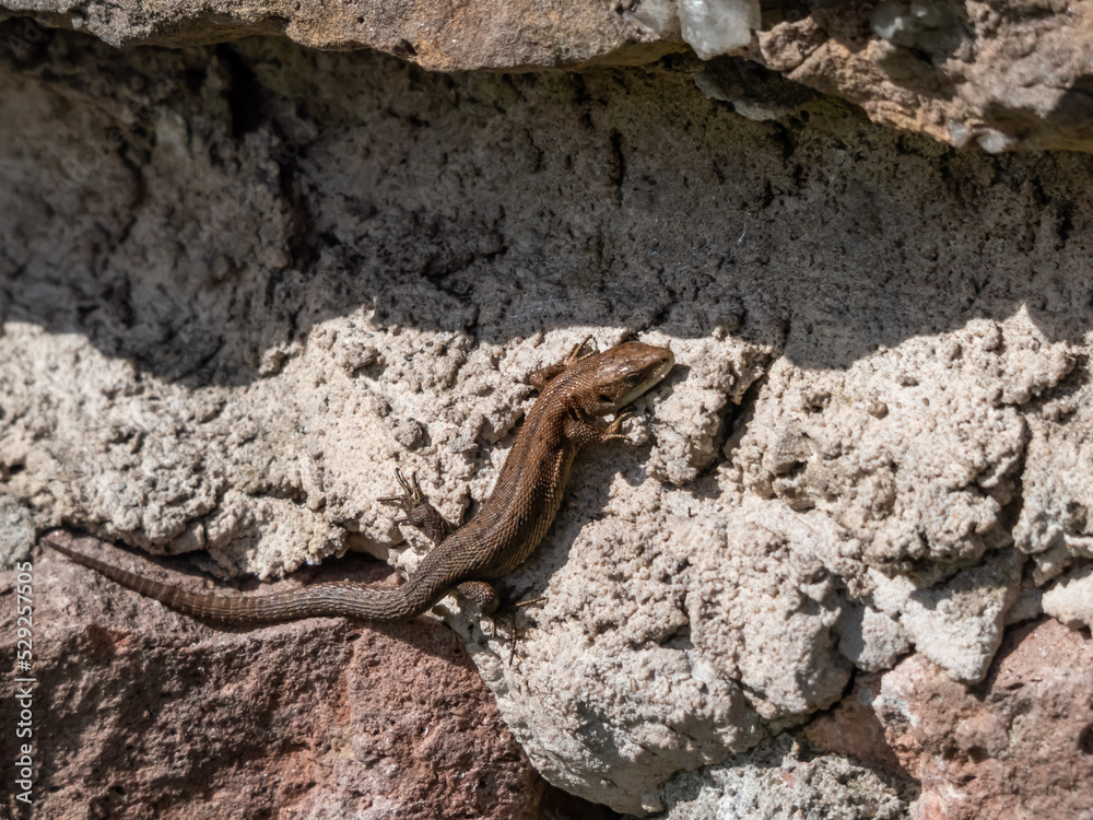 Young Viviparous lizard or common lizard (Zootoca vivipara) sunbathing in the brigth sun on the vertical rock wall in the garden in spring Young Viviparous lizard or common lizard (Zootoca vivipara) sunbathing in the brigth sun on the vertical rock wall in the garden in spring