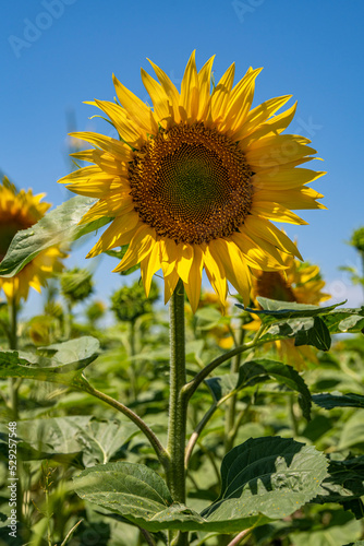 sunflower field