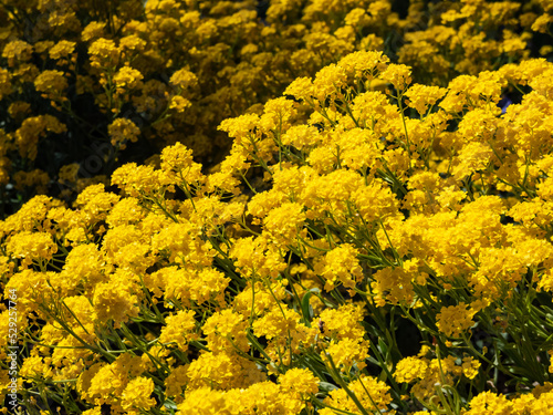 Close-up shot of the basket of gold, goldentuft alyssum or gold-dust (Aurinia saxatilis or Alyssum saxatile, Alyssum saxatile var. compactum) flowering with small yellow flowers in garden photo