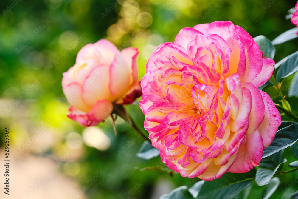 Pink roses growing summer cottage warm summer day.