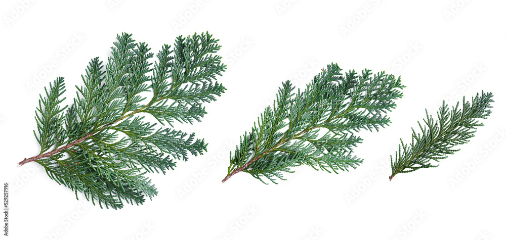 Branches of thuja isolated on white background. Example of coniferous trees Branches of thuja isolated on white background. Example of coniferous trees
