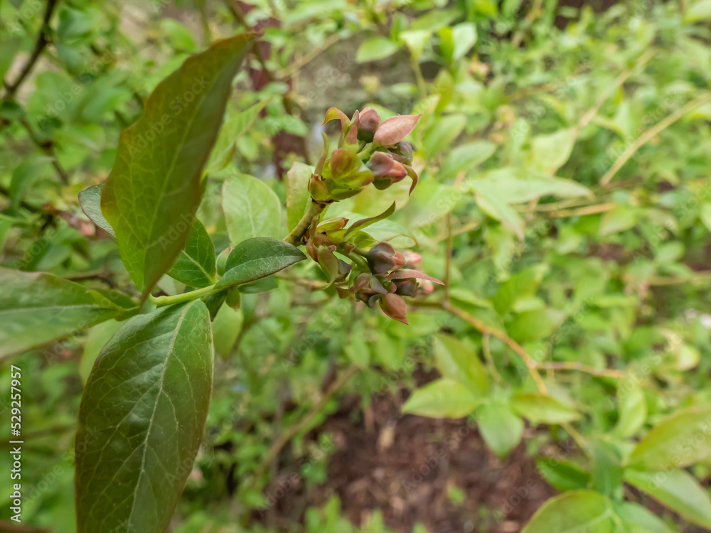 Macro shot of flower buds of cultivated blueberries or highbush blueberries growing on branches of blueberry bush surrounded with green leaves in the garden in sunlight Macro shot of flower buds of cultivated blueberries or highbush blueberries growing on branches of blueberry bush surrounded with green leaves in the garden in sunlight