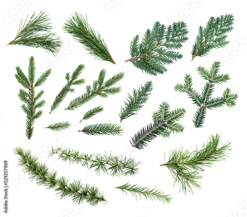 Example of coniferous evergreen branches of fir, thuja, spruce isolated on white background