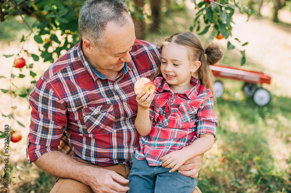 grandfather with granddaughter harvesting fresh red apple on huge garden. Harvest Concept. Child eating fruits at fall. Grandparents and grandchildren leisure time concept. grandfather with granddaughter harvesting fresh red apple on huge garden. Harvest Concept. Child eating fruits at fall. Grandparents and grandchildren leisure time concept.