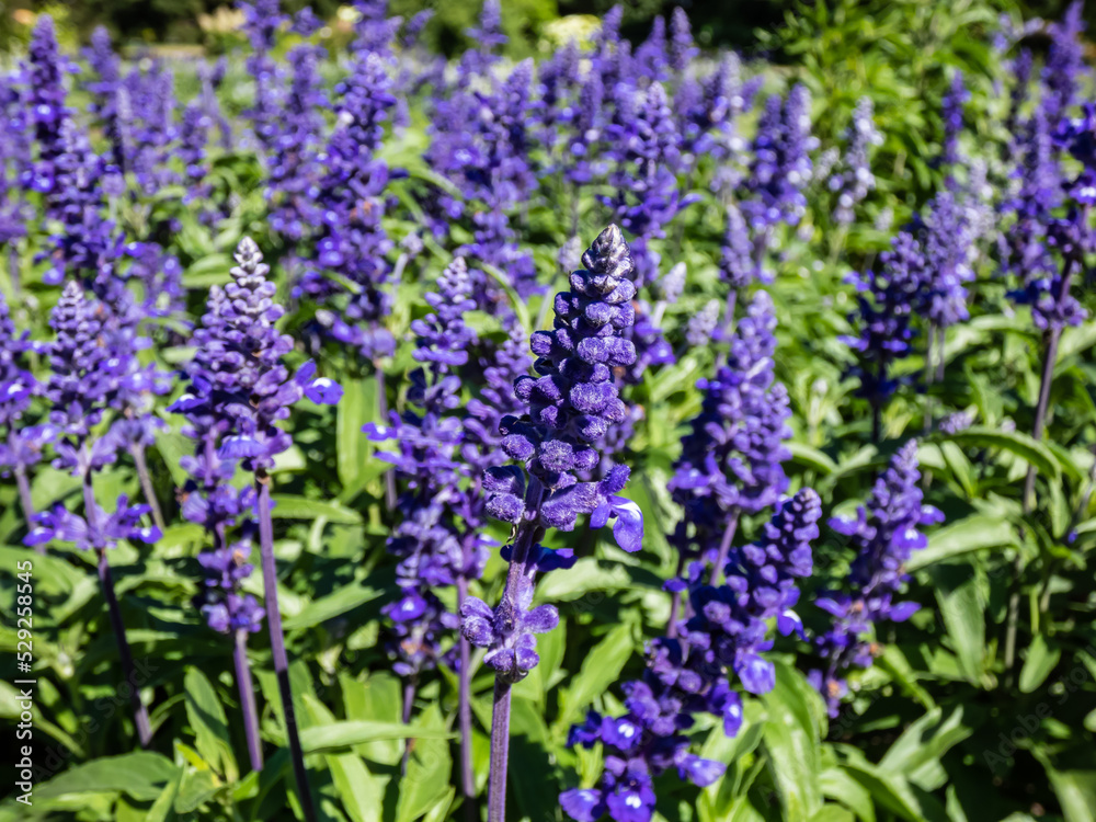 Salvia farinacea 'Fairy Queen' (Mealy Cup Sage) - compact, multi-branched variety with dense flowering spikes, packed with sapphire blue flowers with a small white spot Salvia farinacea 'Fairy Queen' (Mealy Cup Sage) - compact, multi-branched variety with dense flowering spikes, packed with sapphire blue flowers with a small white spot