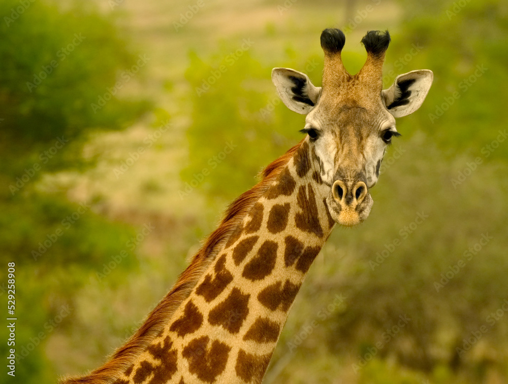 Close-up of a giraffe's head turns away and looks curiously directly into the camera