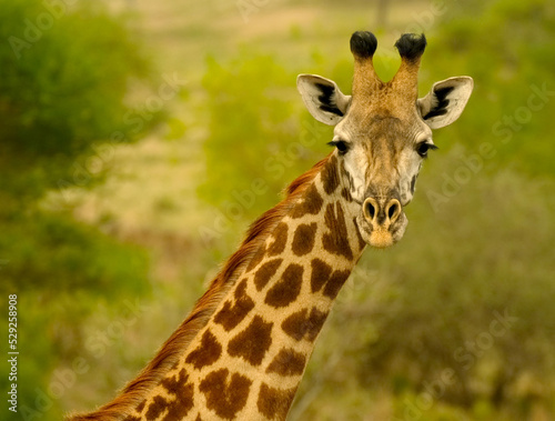 Close-up of a giraffe's head turns away and looks curiously directly into the camera