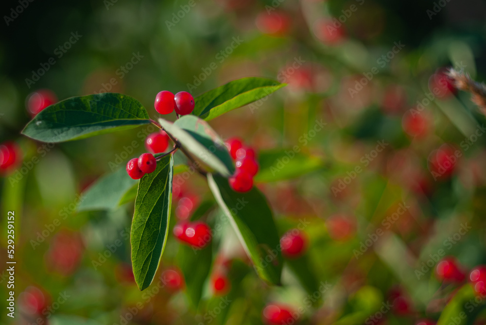 Obraz premium Red viburnum, macro photo.