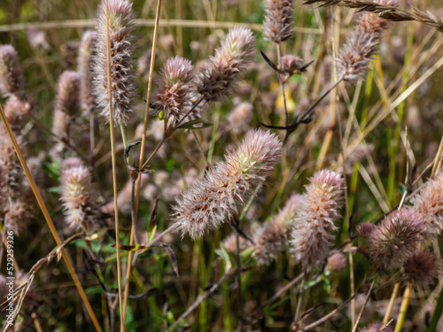 Macro of pale pink flowers of Hare's-foot clover (Trifolium arvense) covered in soft hairs in summer meadow. Plant of grasslands and sandy soils