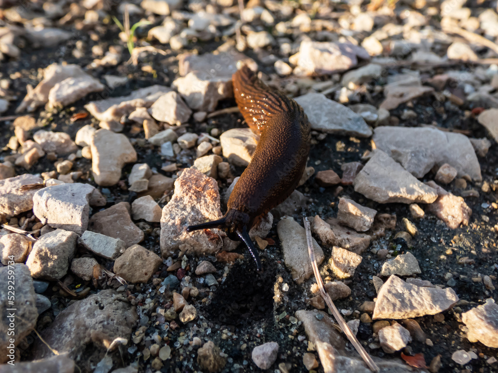 Close-up of the brick-red, dirty orange or brown Spanish slug (Arion vulgaris or Arion lusitanicus) on the ground. Invasive species and horticultural and agricultural slug pest Close-up of the brick-red, dirty orange or brown Spanish slug (Arion vulgaris or Arion lusitanicus) on the ground. Invasive species and horticultural and agricultural slug pest