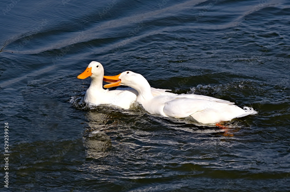 white duck swimming in the water white duck swimming in the water