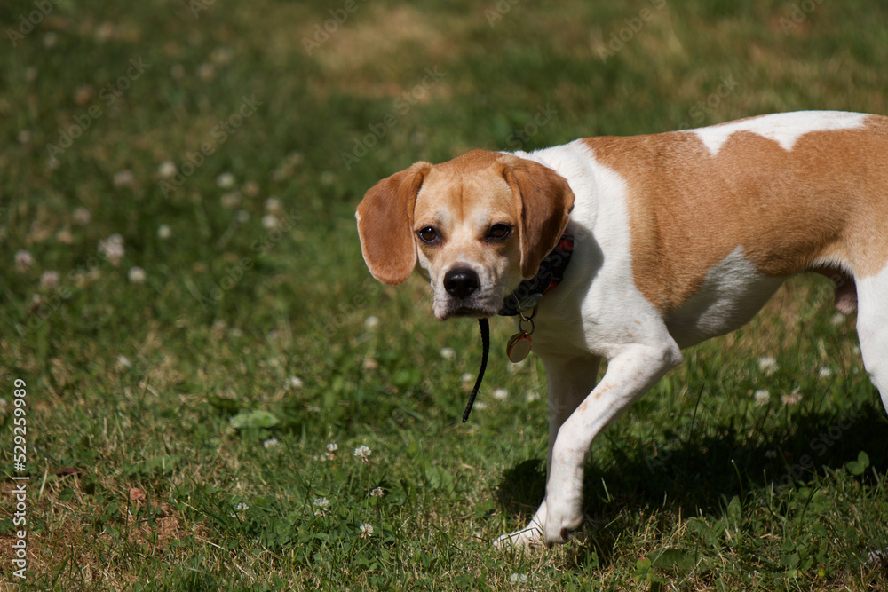 Beagle outside in the sun