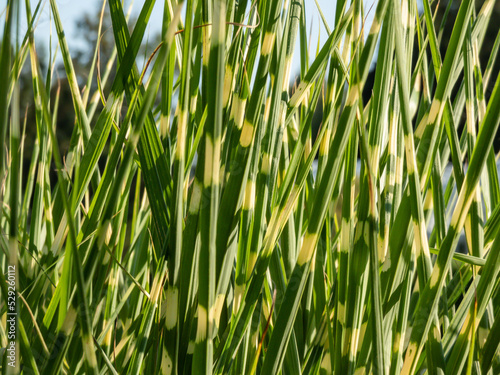 Quadro em tela Porcupine Grass (Miscanthus sinensis) 'Strictus' - distinctive, ornamental grass