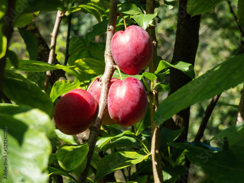 Close-up shot of big, ripe, bright pink plum (prunus domestica) on the branches of the plum tree surrounded with green leaves in the garden