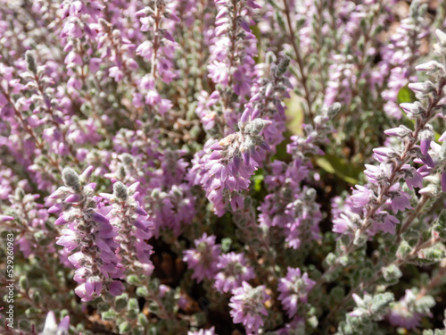 Macro of Calluna vulgaris 'Grizabella' with pale grey foliage flowering with lavender coloured flowers in summer through to autumn