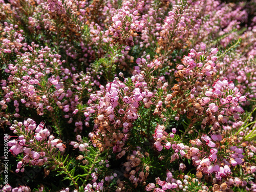 Macro of Cornish heath or wandering heath (Erica vagans) 'Pyrenees Pink' with dark green foliage flowering with long racemes of deep pink flowers that fade to white