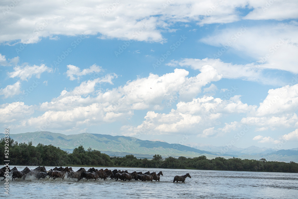 horses running in the river
