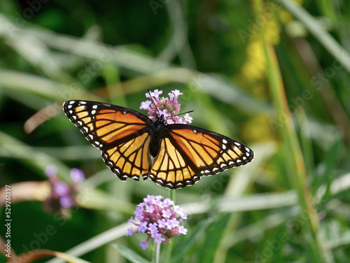viceroy butterfly on a flower © andybirkey