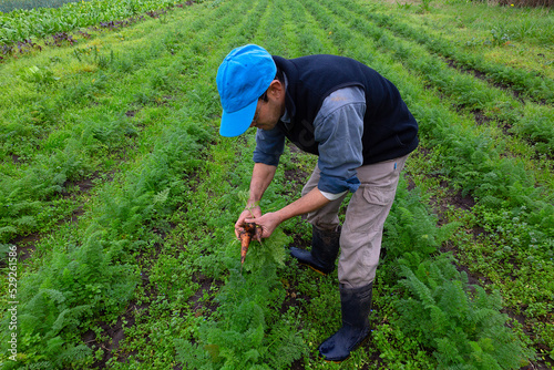 Senior farmer supervising carrot plantation in organic field