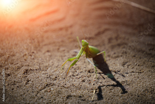 Mantis eyes looking directly into camera.