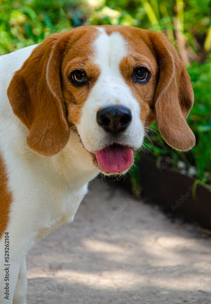 portrait dog breed beagle close-up