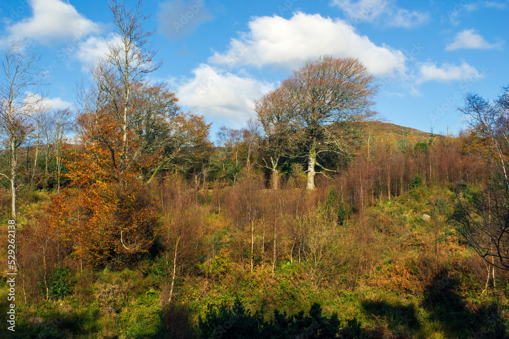 Fototapeta premium Autumn landscape in a sunny day