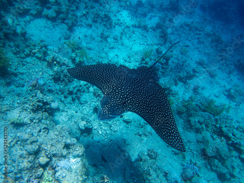 Myliobatidae or Eagle Ray found in the Red Sea  Hurghada  Egypt