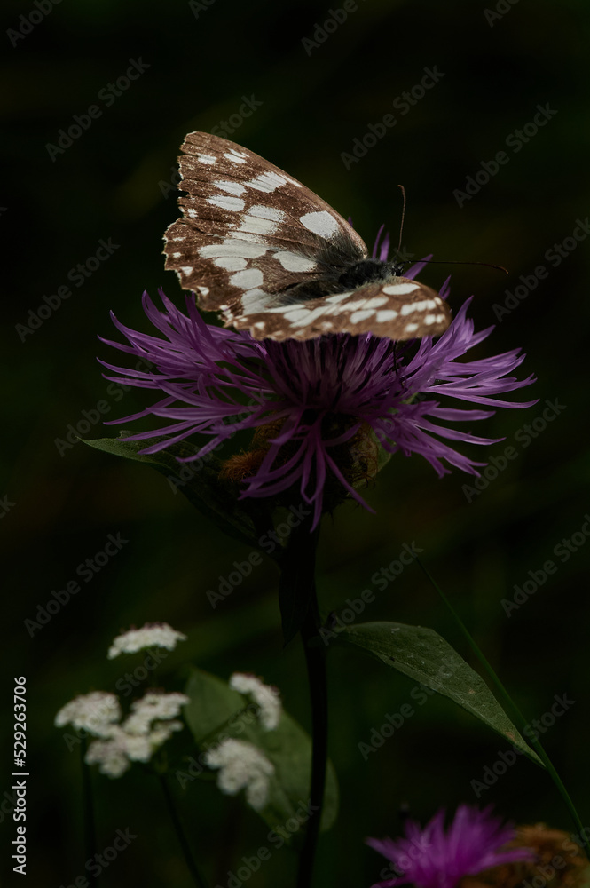 Melanargia galathea. Marble white butterfly on a black background Melanargia galathea. Marble white butterfly on a black background