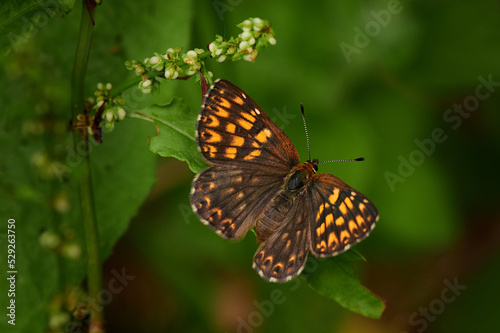 Hamearis lucina, the Duke of Burgundy, butterfly close-up ona  green background © Cristina
