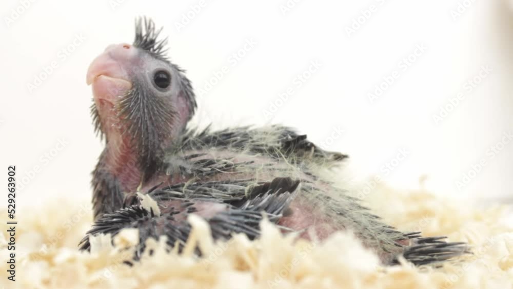 gray cockatiel parrot chick in sawdust on a white background gray cockatiel parrot chick in sawdust on a white background