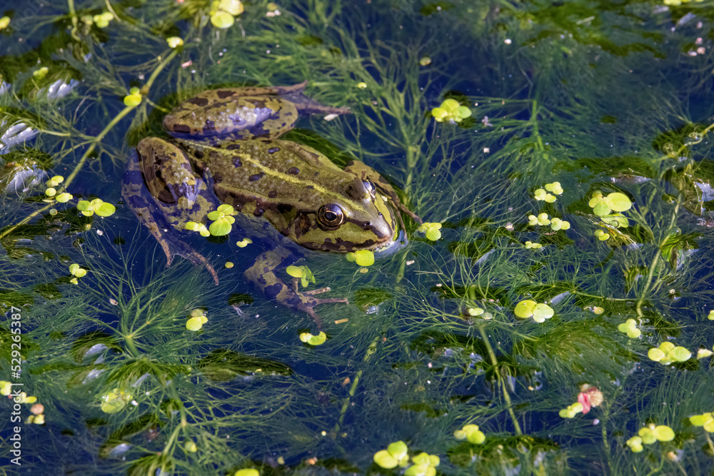Fototapeta premium Frosch im Wasser