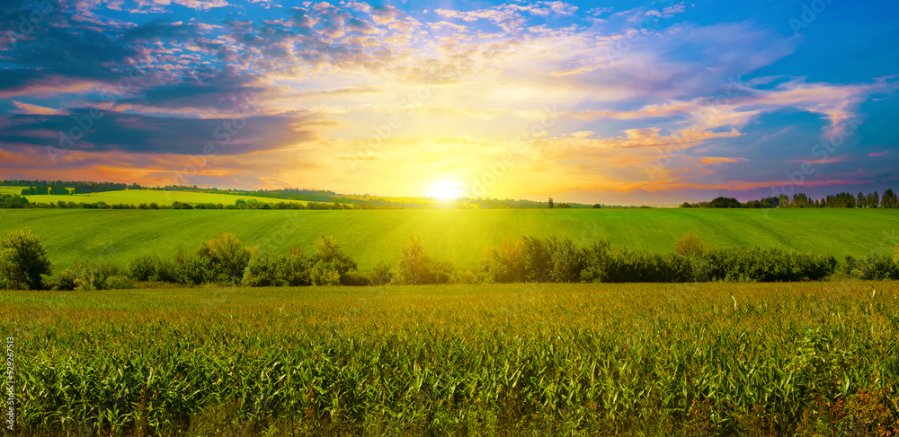 Fototapeta premium Corn field and beautiful sunset. Wide photo.