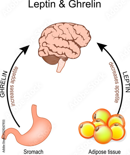 Ghrelin and leptin. hormones that regulate appetite.