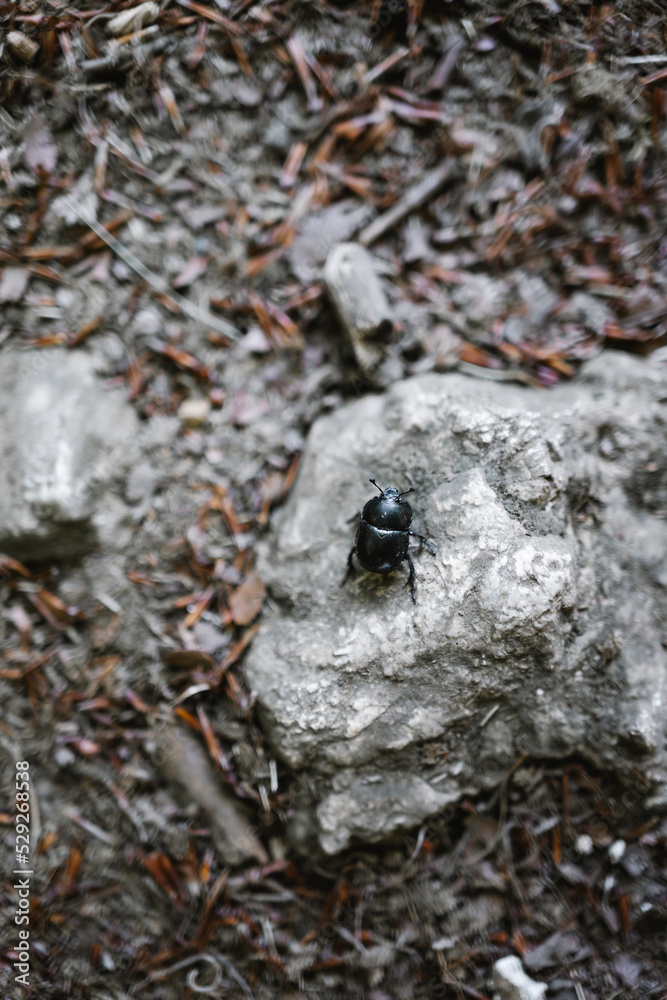 Beetle crawling on stone in nature Beetle crawling on stone in nature