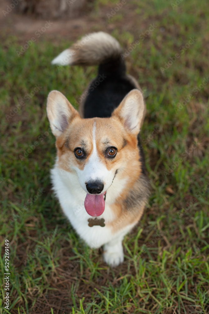 Welsh corgi cardigan dog on green grass in the park or yard in summer at daytime. Cute puppy smiling in the park with a tongue out., looking to the camera