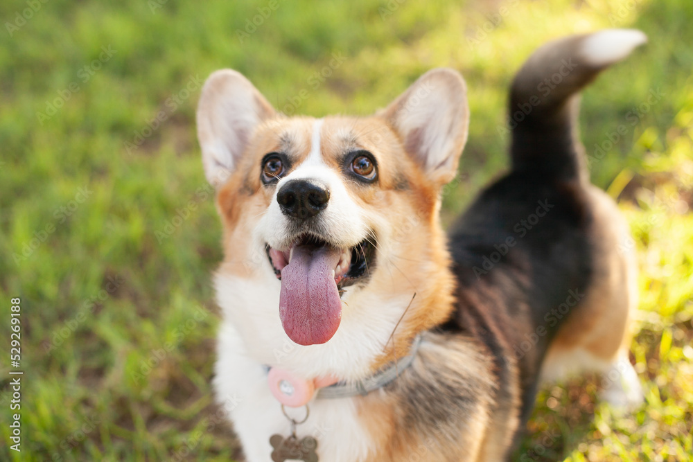 Welsh corgi cardigan dog playing in the park on green grass, looking cute. Adorable dog on green grass in autumn on summer on sunny day. Welsh corgi cardigan dog playing in the park on green grass, looking cute. Adorable dog on green grass in autumn on summer on sunny day.