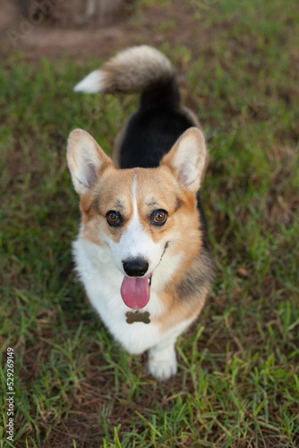 Welsh corgi cardigan dog on green grass in the park or yard in summer at daytime. Cute puppy smiling in the park with a tongue out., looking to the camera