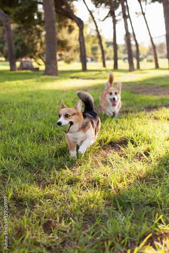 Photography Corgi dogs playing with a ball together in the park