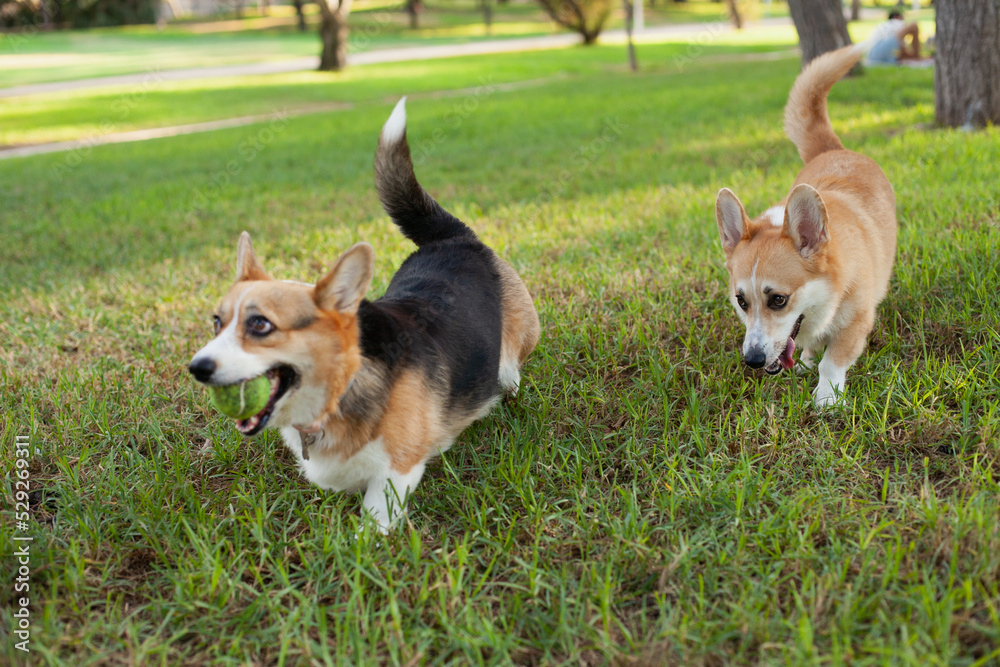 Welsh corgi cardigan dog playing in the park on green grass, looking cute. Adorable dog on green grass in autumn on summer on sunny day.