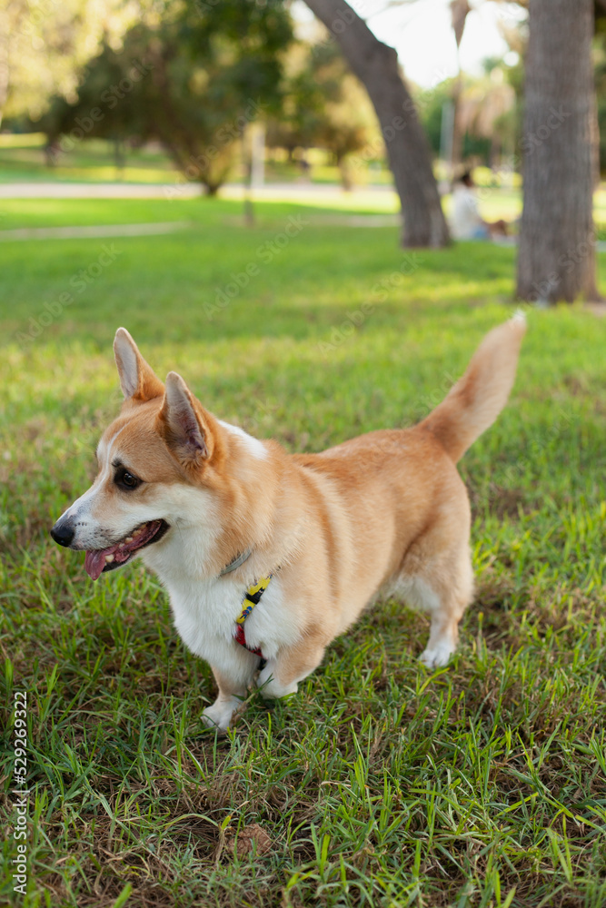 Cute welsh corgi Pembroke dog running and playing in the park outdoors in summer on green grass on sunny day. Happy puppy smiling