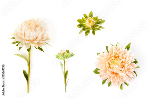 Aster flower coral color closeup isolated on white background. photo