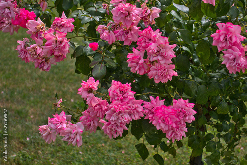 Bush of pink roses blooming flowers in park in garden in summer as natural botanical wallpaper background