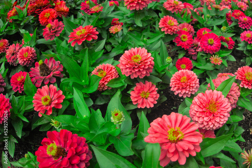 Zinnia elegans  Zinnia violacea blooming pink red orange flower in garden flower bed close up as natural botanical floral wallpaper backdrop background pattern nature