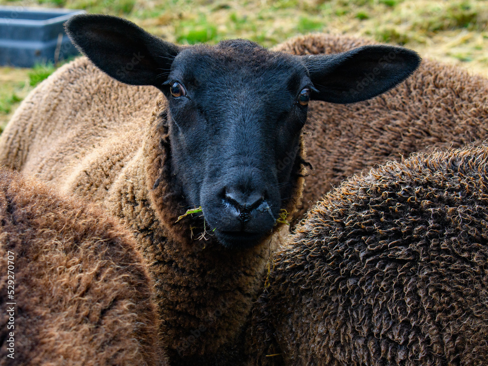 Cheeky Zwartble lamb facing camera. cute looking black faced sheep. copy space Cheeky Zwartble lamb facing camera. cute looking black faced sheep. copy space