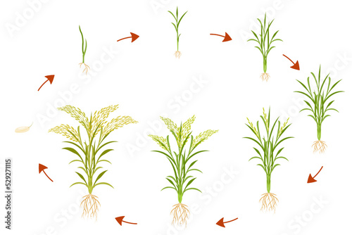 Growth cycle of rice is circular. Infographics of growing cereal plants.