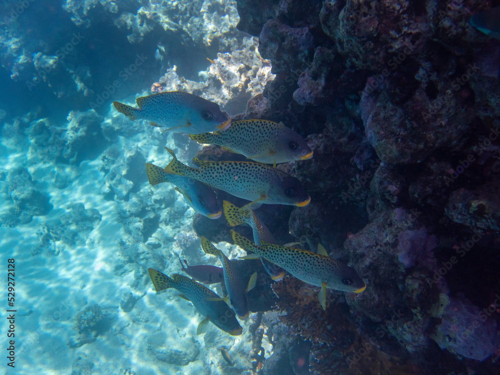 Obraz premium Unusual inhabitants of the sea in the expanses of the coral reef of the Red Sea, Hurghada, Egypt