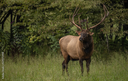 Bull Elk Stares Off With Blades Of Grass Tangled In His Ears
