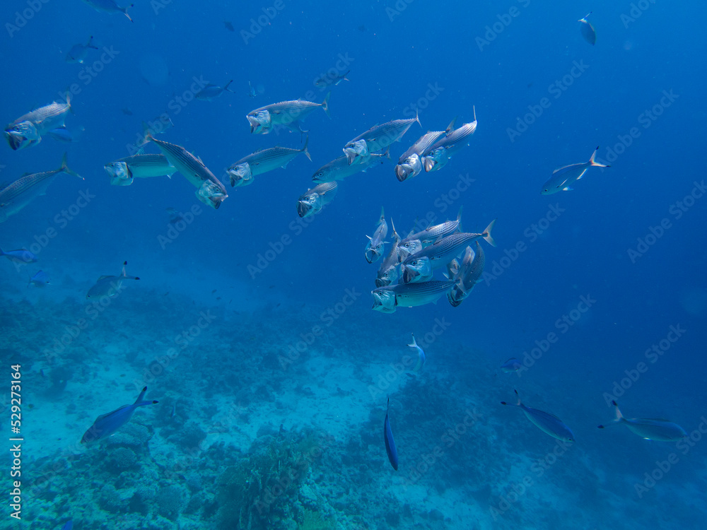 Obraz premium Unusual inhabitants of the sea in the expanses of the coral reef of the Red Sea, Hurghada, Egypt