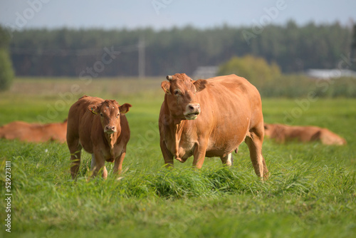 Krowa z cielakiem na zielonej łące. photo